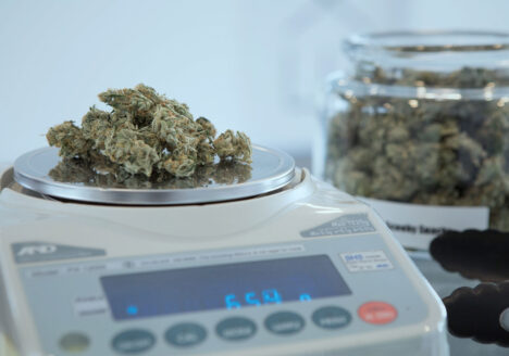 marijuana on scale