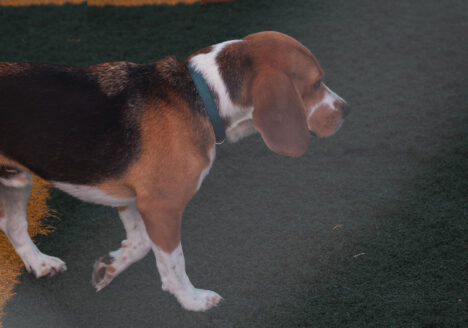 beagle