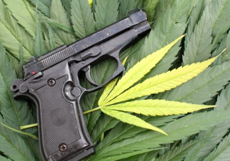 gun marijuana