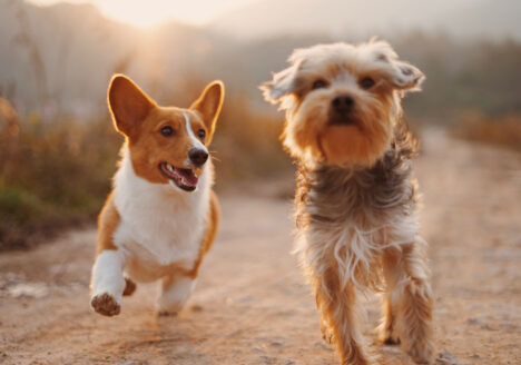 two dogs running